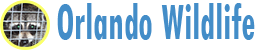 Orlando Wildlife